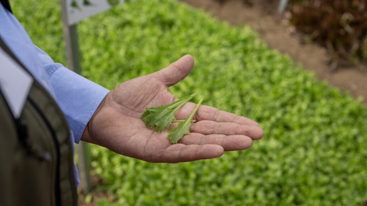 Cora Seeds apuesta por el futuro de las baby leaf en el Valle del Sele en el sur de Italia.jpg
